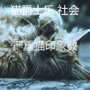 精彩小猫环境