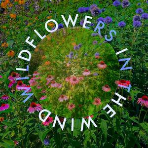 wildflowers in the wind