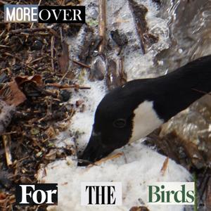 canary in a coalmine