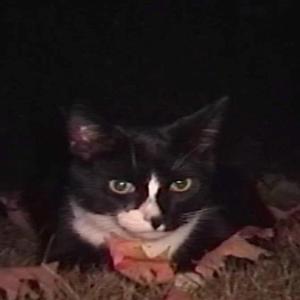 Take a break, lets fall into the leaves