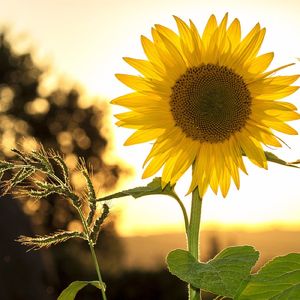 朦胧（助眠轻音乐治愈钢琴曲纯音乐）