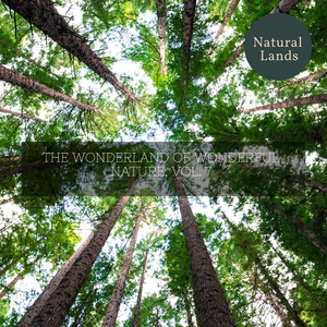 Felled Trees Creaking