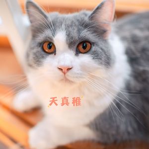 天真稚 (爱宠音乐)