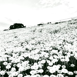 茸毛 пушинки