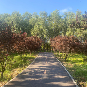 On the Avenue of Parasol Tree