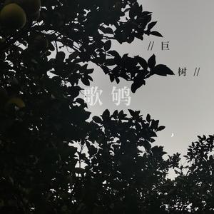 歌鸲:巨树
