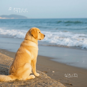 海边小狗