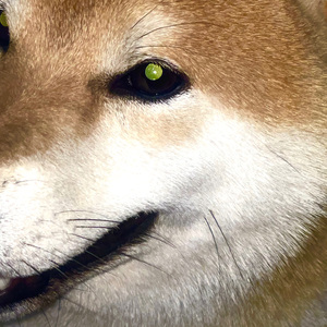 Walk the dog and think about things.