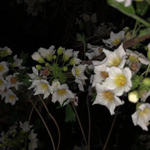 末班车Freestyle（Prod.by BLACKFAT洪汝超）