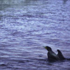 Cormorant