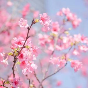 半纸墨染一树樱（原曲，墨染樱）