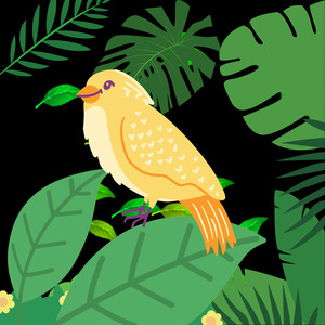 Burung Kenari Pancingan Ngerek Betina