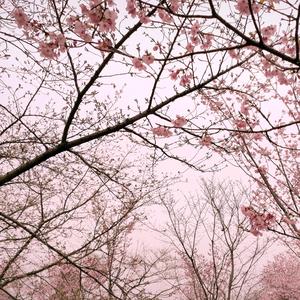 孤身（翻自 徐秉龙）