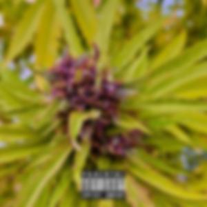 Plottin' (feat. Juice Like Que)