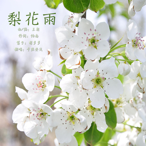 梨花雨（Cover 王朝）