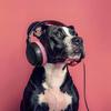 Olas de música para perros - Melodías Matutinas De Cachorro