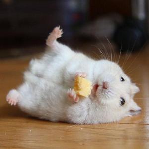 Timber（十孔口琴）