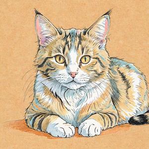 Ventana de Siesta – Ambientes de Sol para Tardes Perezosas