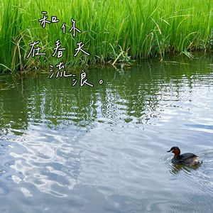 和你在春天里流浪