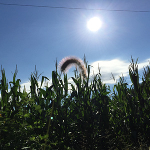 在路上 (雷人乡谣版)