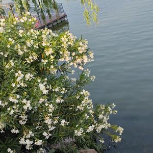 ac53_1cdf_a686_a372bbb7a01aac06fe58507e4f337a1f