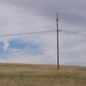 juniper
