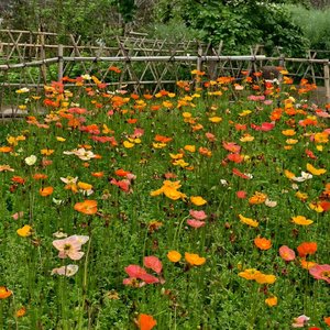 多久以前梦里出现过野花