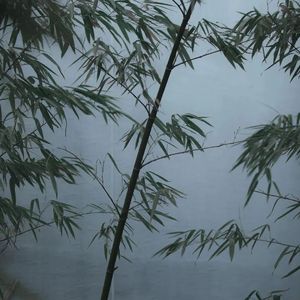 且听风吟（Cover 朴树）