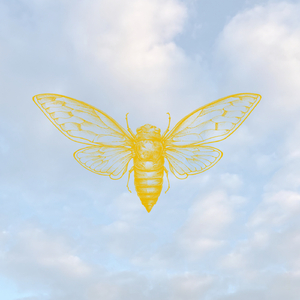 Cicada