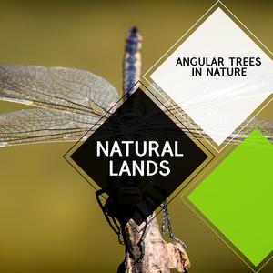 Beautiful Small Stream