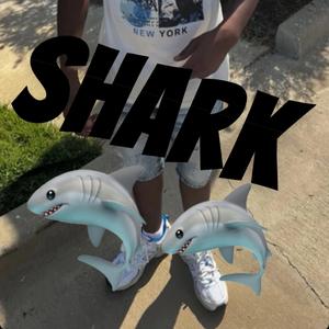 Shark Shark