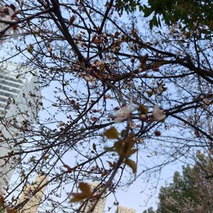 最美不过是朝晖