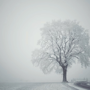 我寄人间雪一封