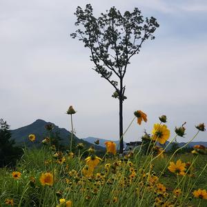 내 남은 날에는 야행 다시 하나