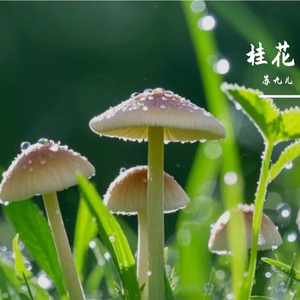 桂花