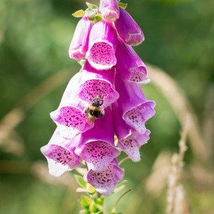 디기탈리스 Digitalis