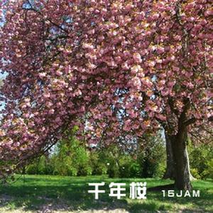 sennensakura