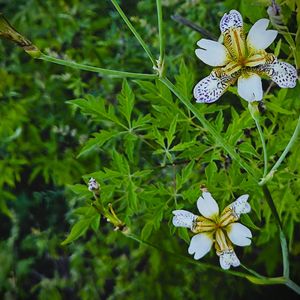 喀什的天空 (吴吞)