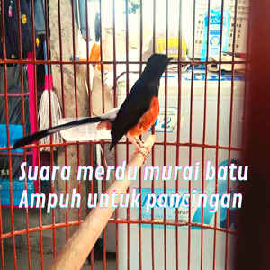 Suara Merdu Murai Batu Ampuh Untuk Pancingan (Live)