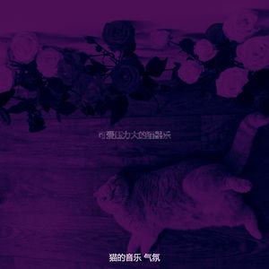 一尘不染小猫印象数