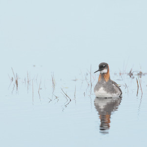 Peerie Deuk | Pato Viajero