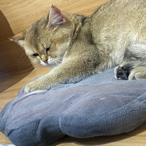 阮豆-最甜情歌（哒哒哒 remix）