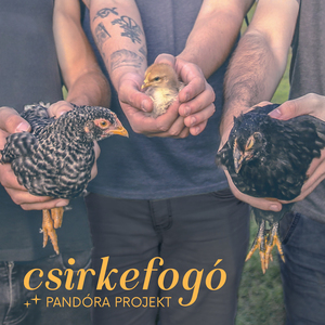 csirkefogó