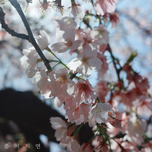 꽃이 지면 (feat. 초은)