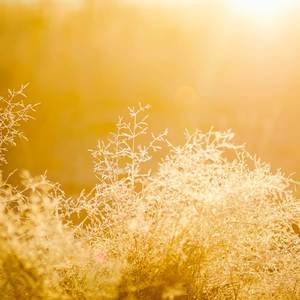 Giorno Giovanna (Jojo)