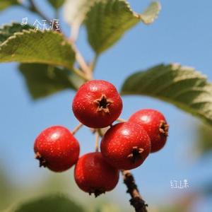 红山果（Cover 安与骑兵）