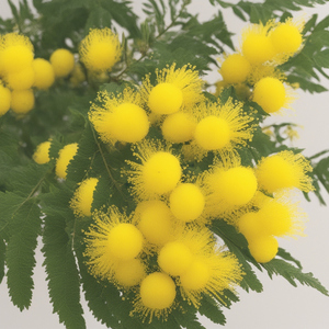 Ден на жената