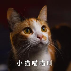 小猫喵喵叫2