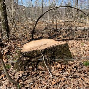 Timber