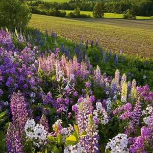 细雨微风的宁静